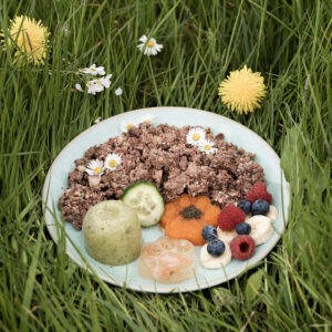 Gesunder, ausgewachsener Hund – Reinfleischdose