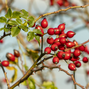 Hagebutten - Kleine Früchte, große Wirkung