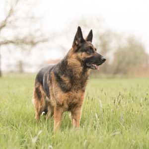 Gelenkerkrankungen bei Hunden